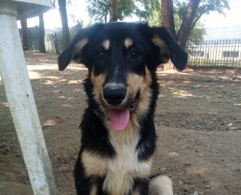 Odin Zorro Dogsavior Jun25 Beitragsbild