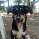 Odin Zorro Dogsavior Jun25 Beitragsbild