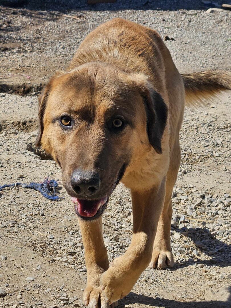 Poco Zorro Dogsavior Mär25 1