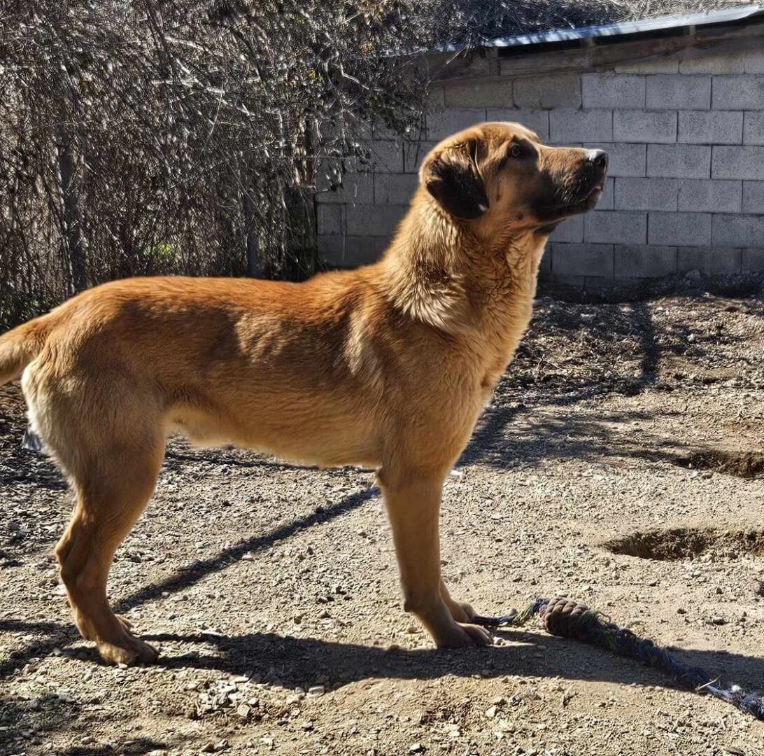 Poco Zorro Dogsavior Mär25 2