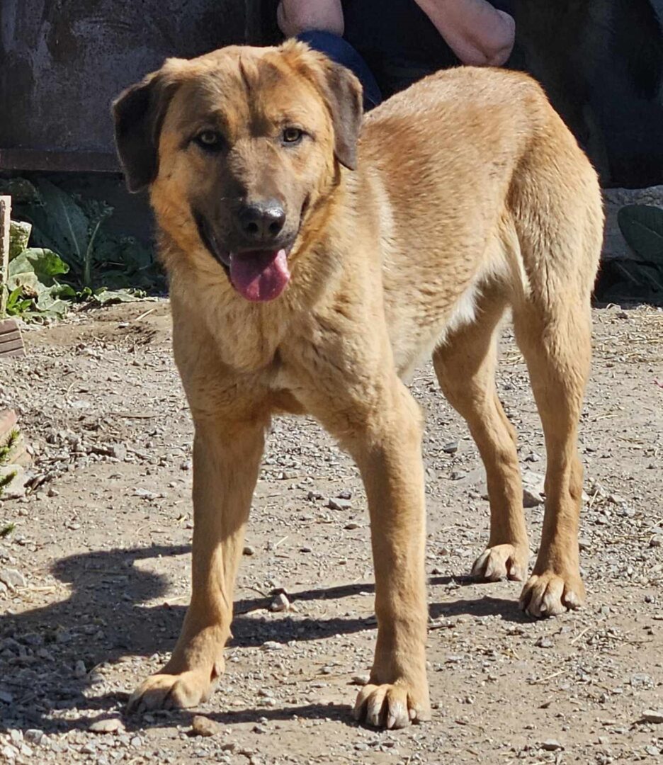 Poco Zorro Dogsavior Mär25 3