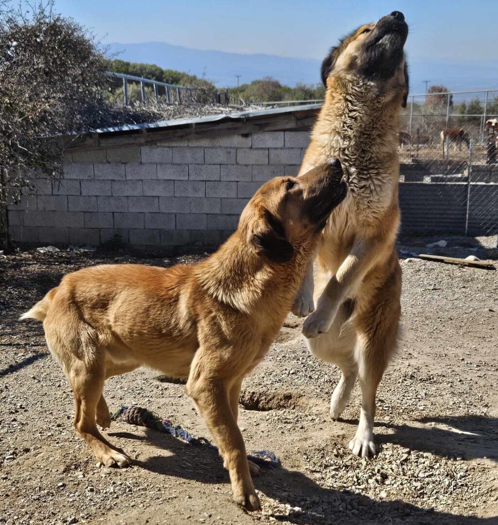 Poco Zorro Dogsavior Mär25 4