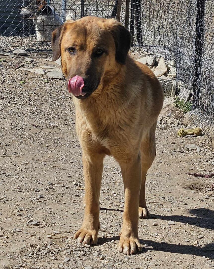 Poco Zorro Dogsavior Mär25 5
