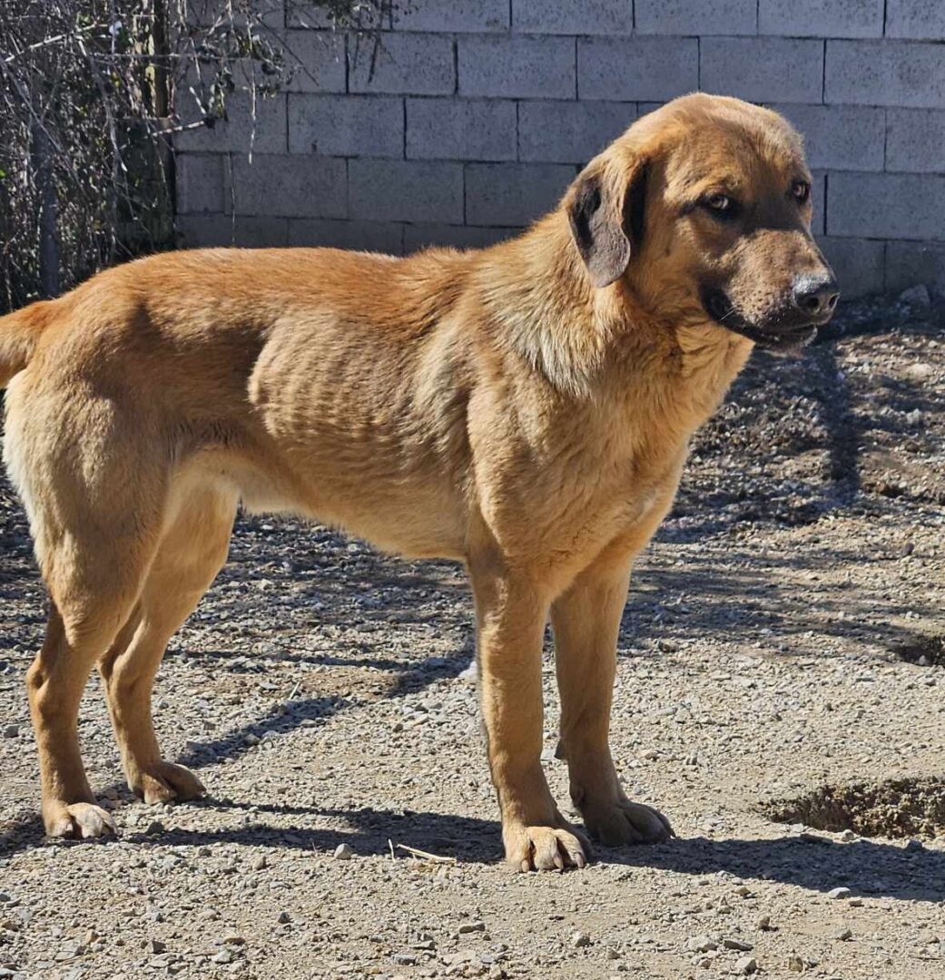 Poco Zorro Dogsavior Mär25 6
