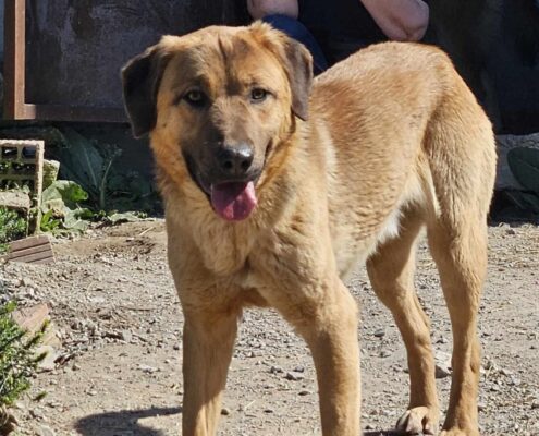 Poco Zorro Dogsavior Mär25 Beitragsbild