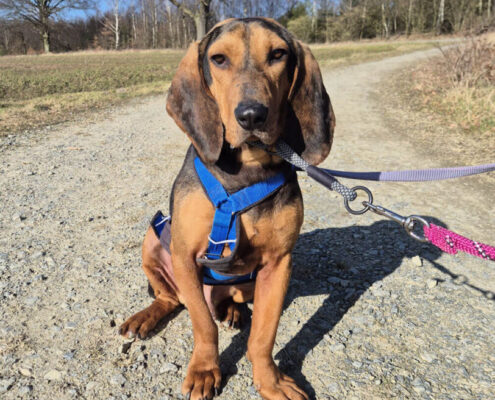 Ricco Feb25 zorro dogsavior