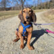 Ricco Feb25 zorro dogsavior