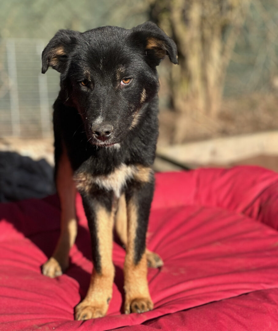 Rio Zorro Dogsavior Mär25 1
