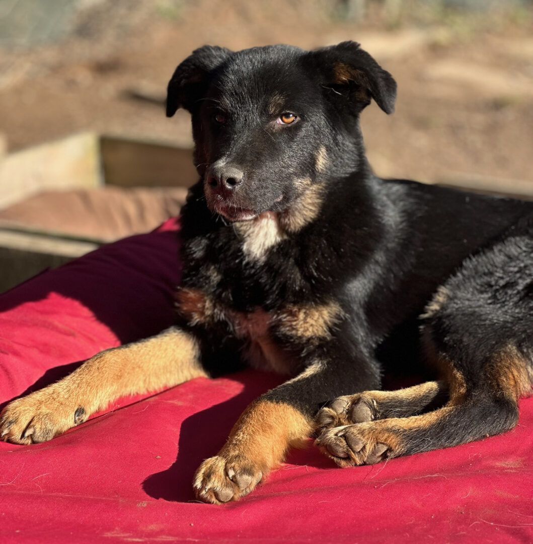 Rio Zorro Dogsavior Mär25 2