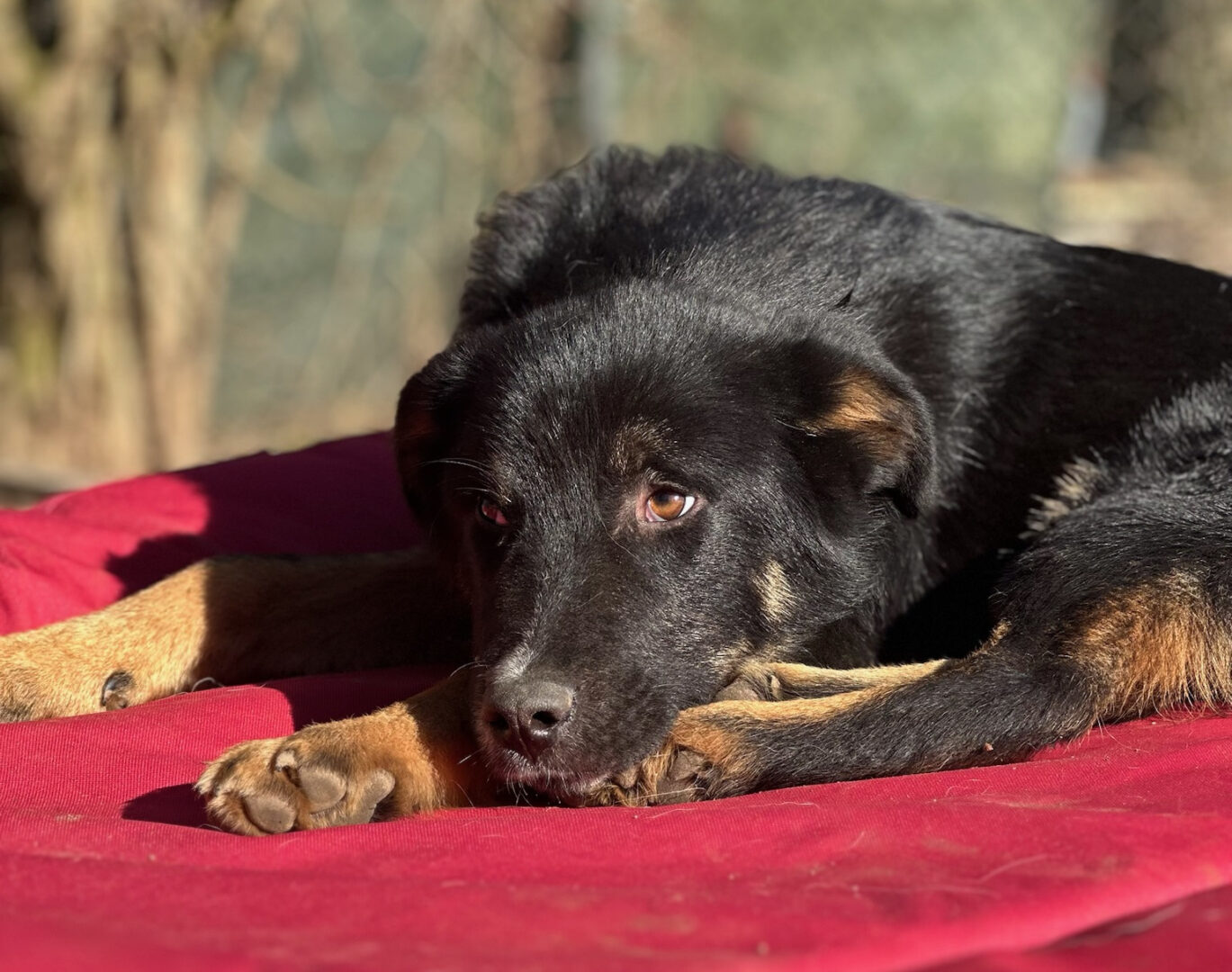 Rio Zorro Dogsavior Mär25 3