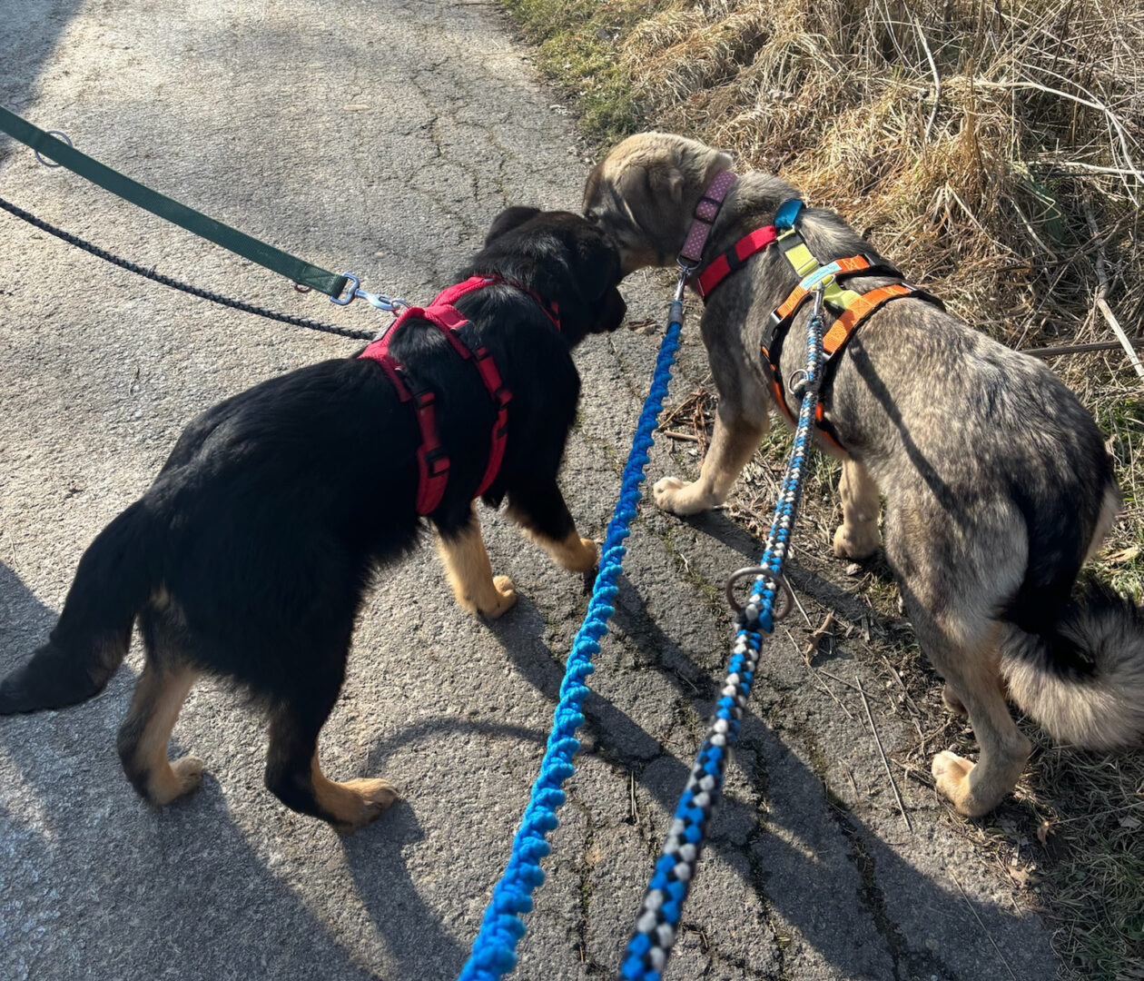 Rio Zorro Dogsavior Mär25 4