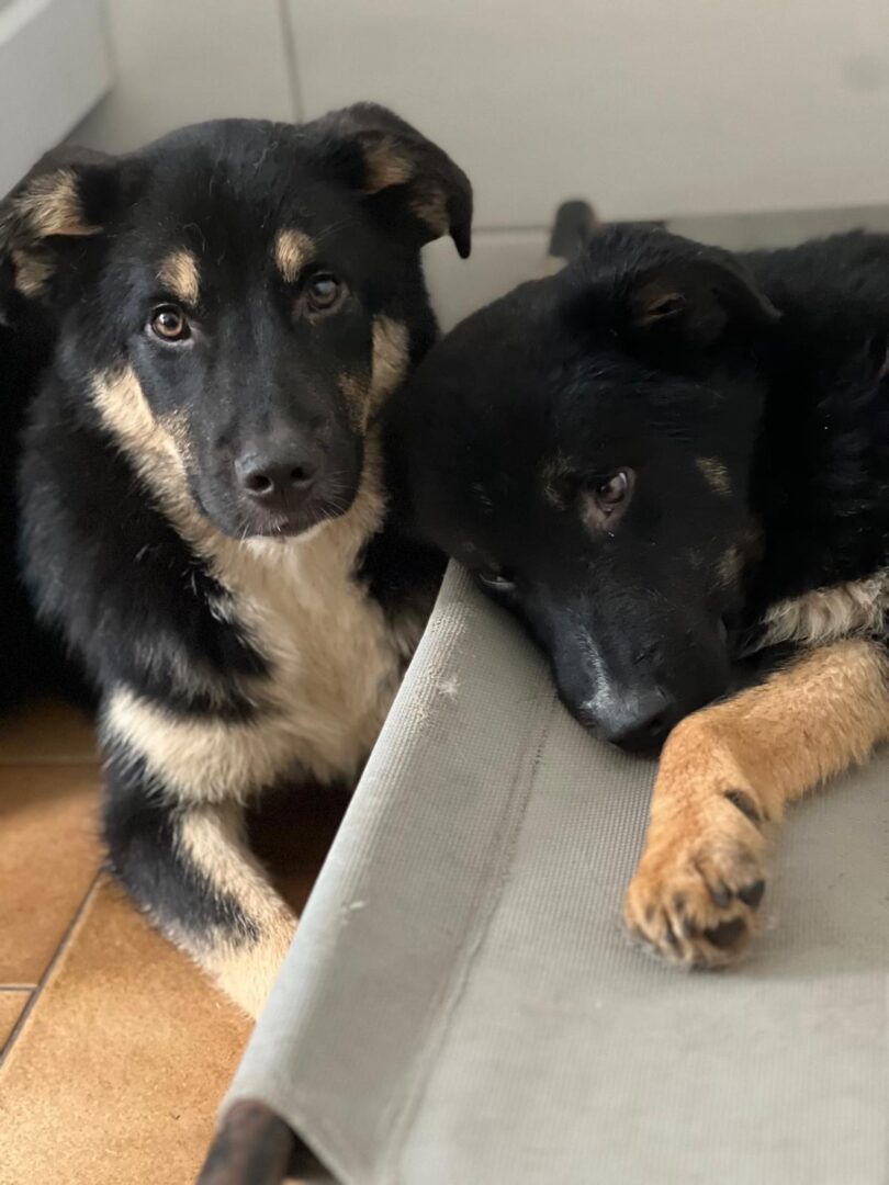 Rio Zorro Dogsavior Mär25 5