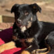 Rio Zorro Dogsavior Mär25 Beitragsbild