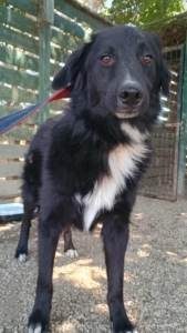 Rocky Zorro Dogsavior Sep25 1