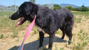 Rocky Zorro Dogsavior Sep25 3