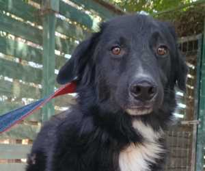 Rocky Zorro Dogsavior Sep25 Beitragsbild