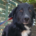 Rocky Zorro Dogsavior Sep25 Beitragsbild