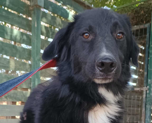 Rocky Zorro Dogsavior Sep25 Beitragsbild