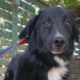 Rocky Zorro Dogsavior Sep25 Beitragsbild