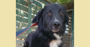 Rocky Zorro Dogsavior Sep25 Social Media