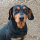 Rodoula Zorro Dogsavior Jan24 Beitragsbild