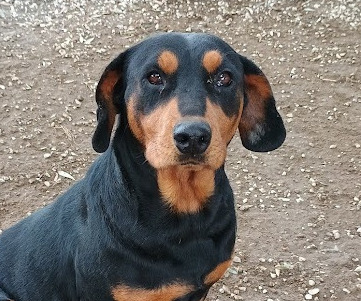 Rodoula Zorro Dogsavior Jan24 Beitragsbild