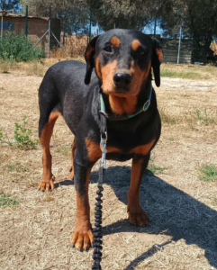 Rodoula Zorro Dogsavior Sep25 2