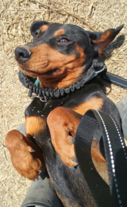 Rodoula Zorro Dogsavior Sep25 5