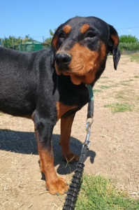 Rodoula Zorro Dogsavior Sep25 6