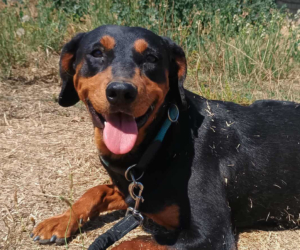 Rodoula Zorro Dogsavior Sep25 Beitragsbild