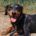 Rodoula Zorro Dogsavior Sep25 Beitragsbild