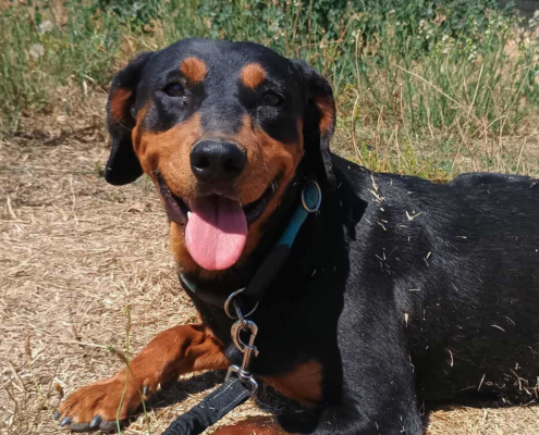 Rodoula Zorro Dogsavior Sep25 Beitragsbild