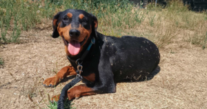 Rodoula Zorro Dogsavior Sep25 Social Media