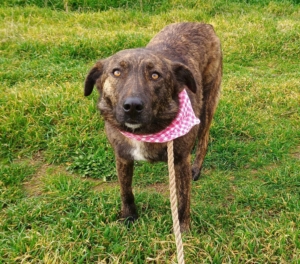 Salli Zorro Dogsavior Feb25 2