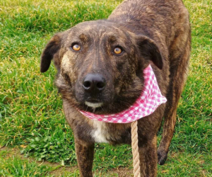 Salli Zorro Dogsavior Feb25 Beitragsbild