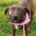 Salli Zorro Dogsavior Feb25 Beitragsbild