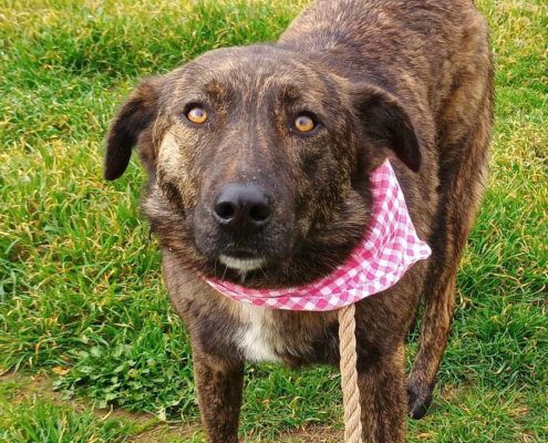 Salli Zorro Dogsavior Feb25 Beitragsbild