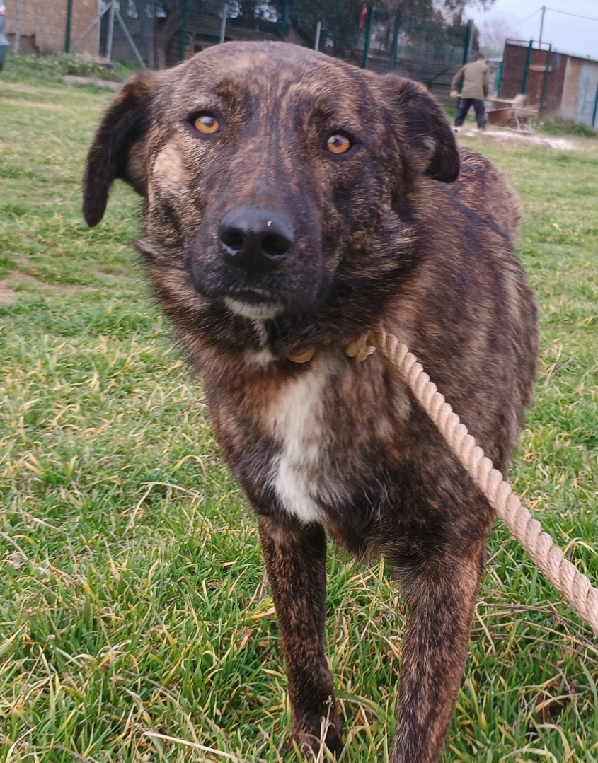 Salli Zorro Dogsavior Jan25 5