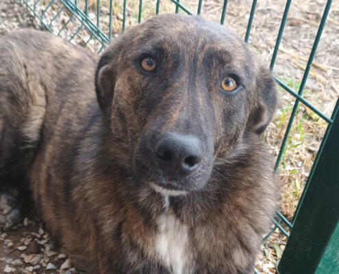 Salli Zorro Dogsavior Jan25 Beitragsbild
