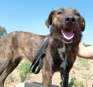 Salli Zorro Dogsavior Sep25 1