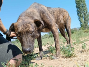 Salli Zorro Dogsavior Sep25 2
