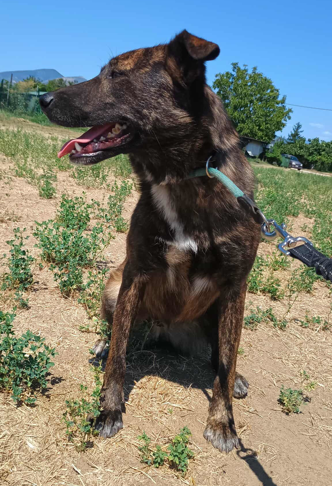 Salli Zorro Dogsavior Sep25 3
