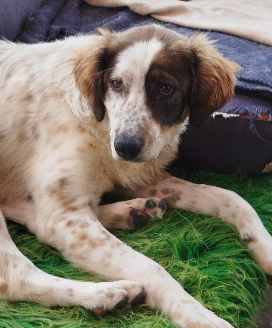 Sama Zorro Dogsavior Mai25 1