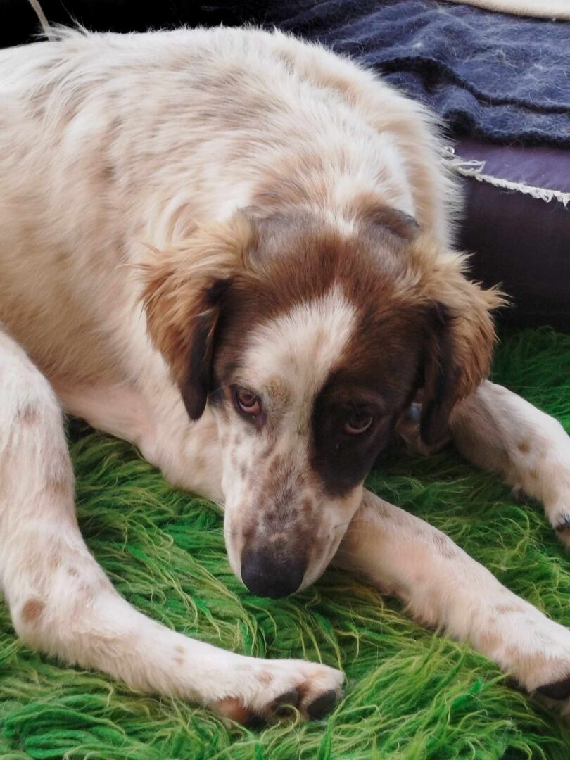 Sama Zorro Dogsavior Mai25 2