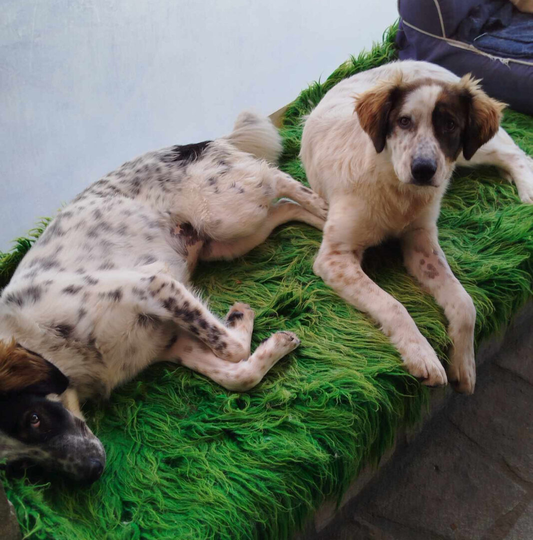 Sama Zorro Dogsavior Mai25 3