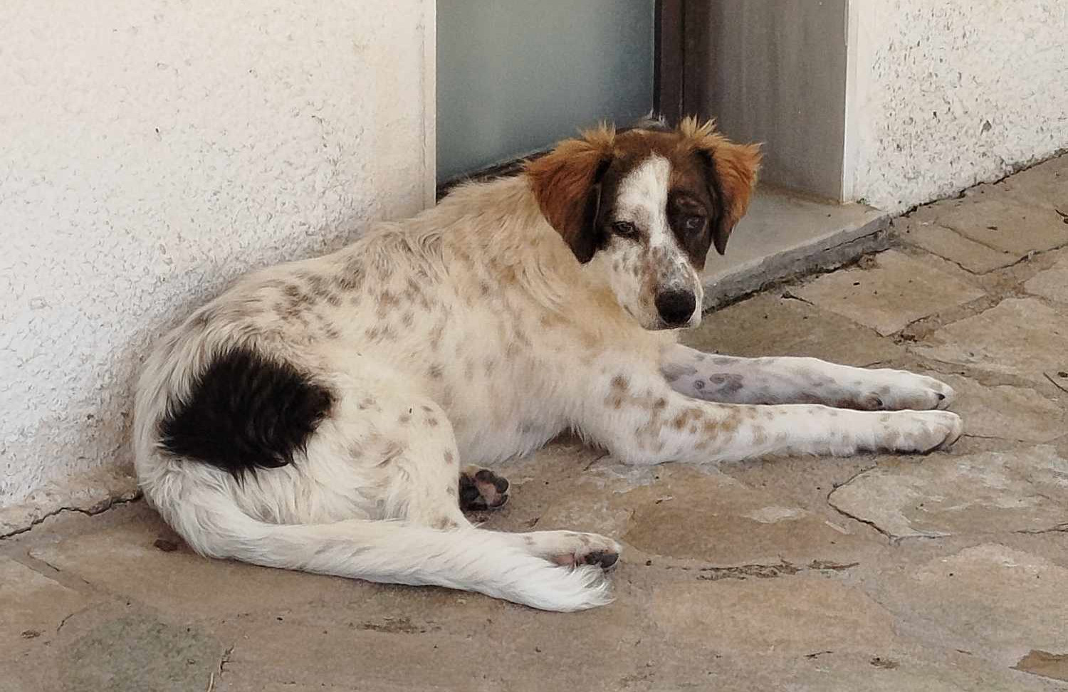 Sama Zorro Dogsavior Mai25 4
