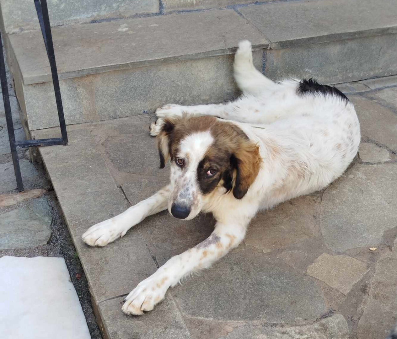 Sama Zorro Dogsavior Mai25 5