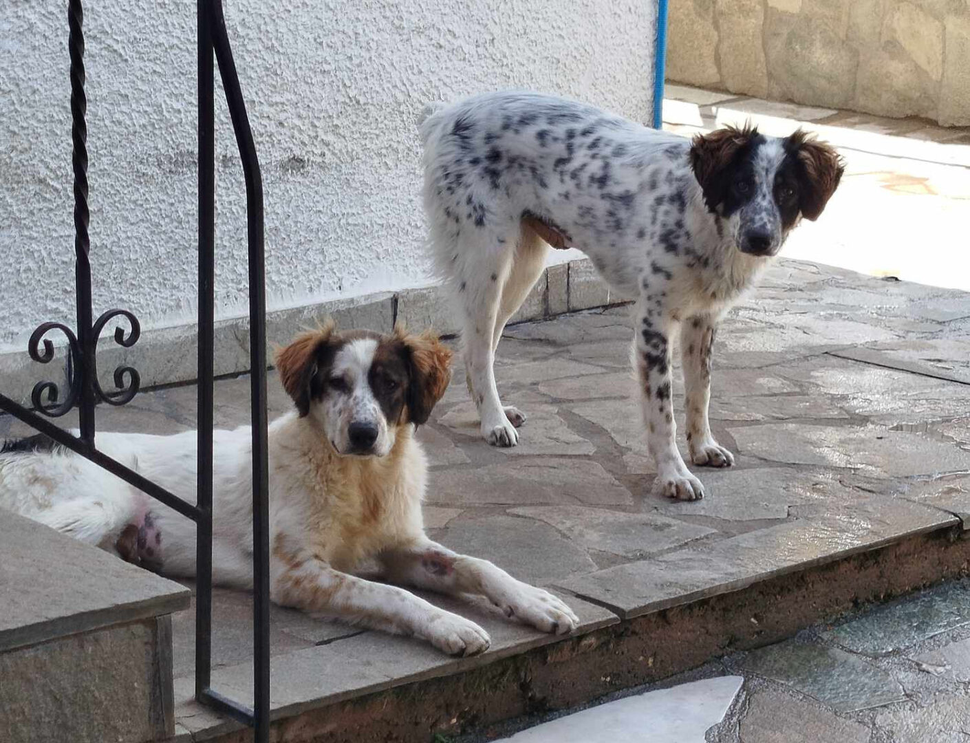 Sama Zorro Dogsavior Mai25 6