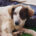 Sama Zorro Dogsavior Mai25 Beitragsbild