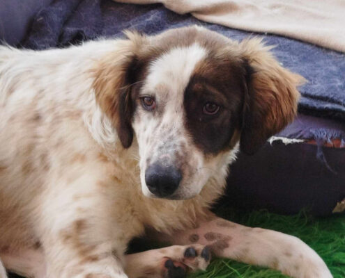 Sama Zorro Dogsavior Mai25 Beitragsbild